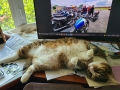Webmaster